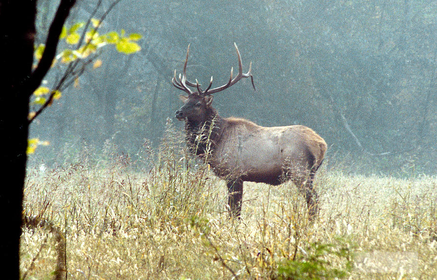 Buffalo River Bull Elk Photograph by Robert Camp
