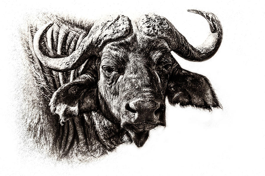 Black And White Photograph - Buffalo Sketch by Mike Gaudaur