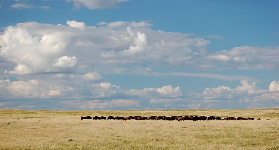 Buffalo Sky Photograph by Jim Cortez - Fine Art America