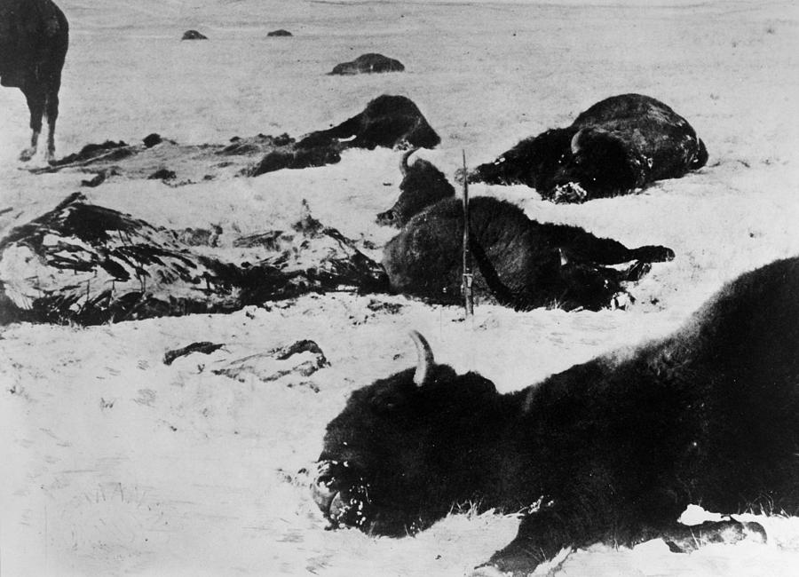 Buffalo Slaughter, 1872 Photograph by Granger