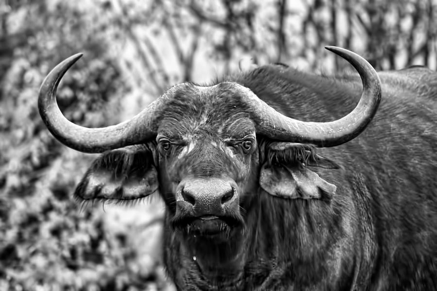 Buffalo Stare In Black And White Photograph by Amanda Stadther