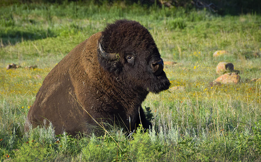 Buffalo Struggle Photograph by Skip Hunt