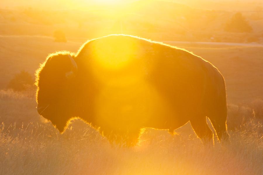 Buffalo Sunrise Photograph by Kevin Bone