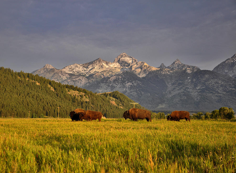 Buffalo Sunrise Photograph