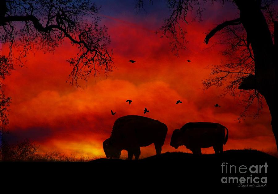 Buffalo Photograph - Buffalo Sunset by Stephanie Laird