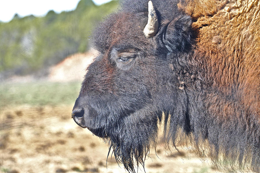 Buffalo the true Shag Photograph by SC Heffner