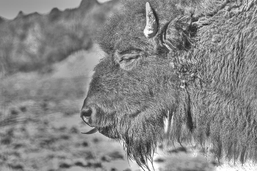Buffalo Tongue in Monochrome Photograph by SC Heffner