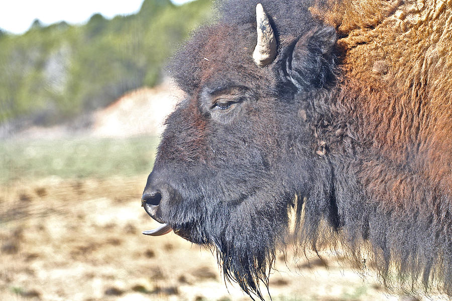 Buffalo Tongue Photograph by SC Heffner