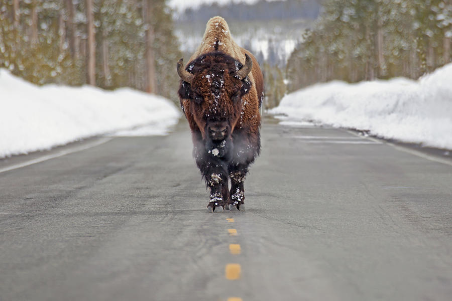 Buffalo Walking Down The Middle Of The Photograph by Susan Dykstra / Design Pics