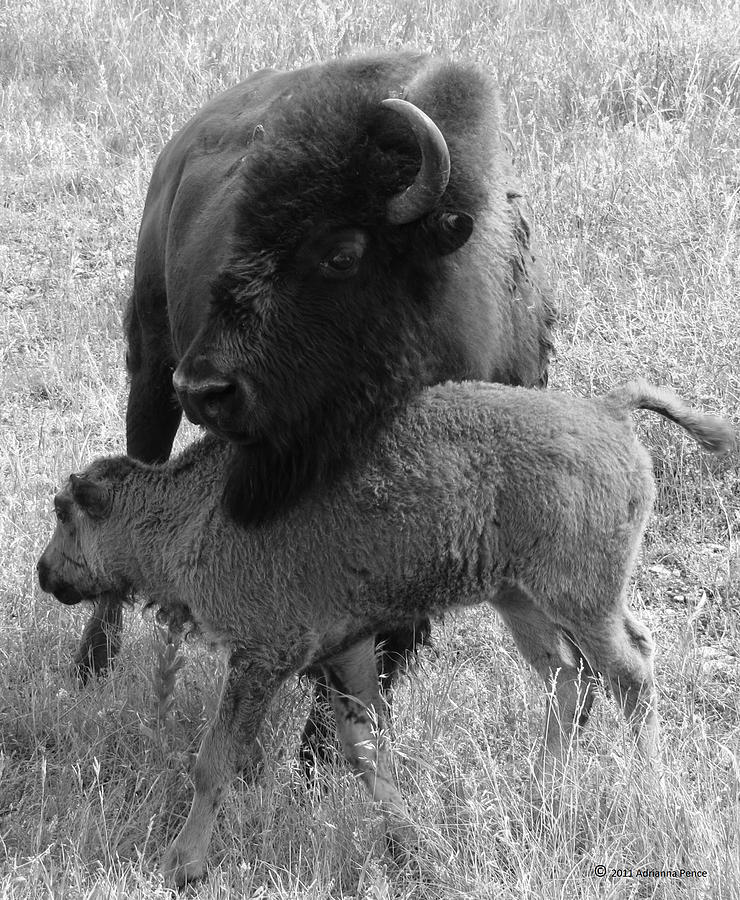 Buffalo with Baby Photograph by Adrianna Garrison - Fine Art America