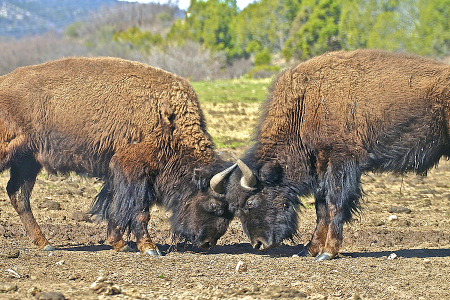 Buffaloes at Play Photograph by SC Heffner