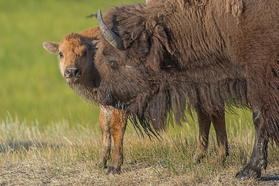 Buffalove Photograph by Sandy Sisti