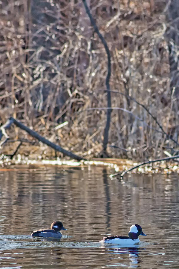 Bufflehead duck on Horicon Marsh Photograph by Natural Focal Point Photography