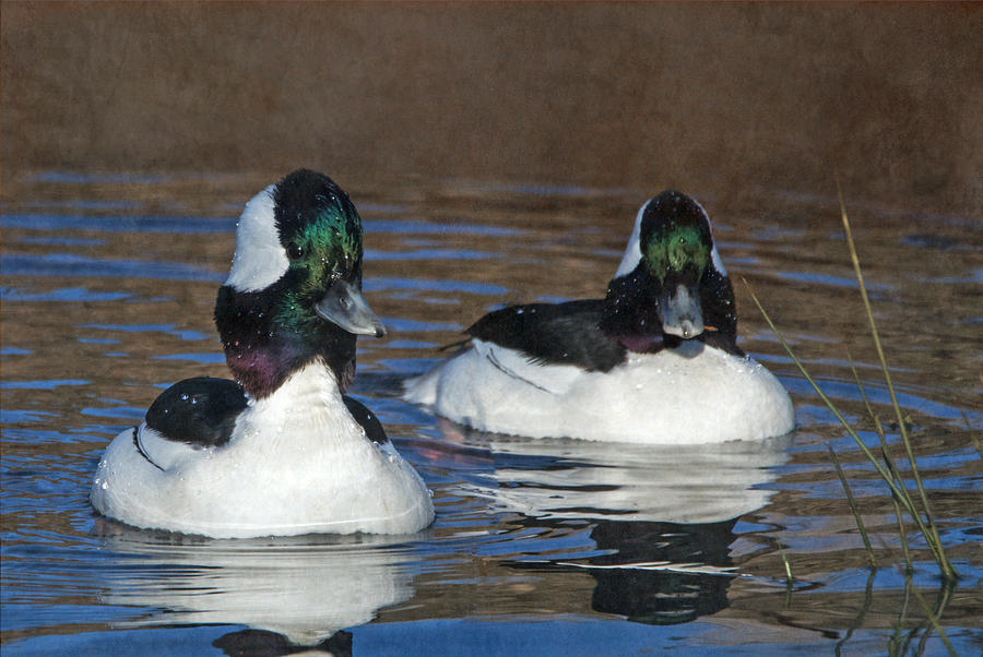 Buffleheads Photograph by Angie Vogel