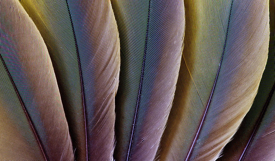 Macaw Photograph - Buffons Macaw Feather Design by Darrell Gulin