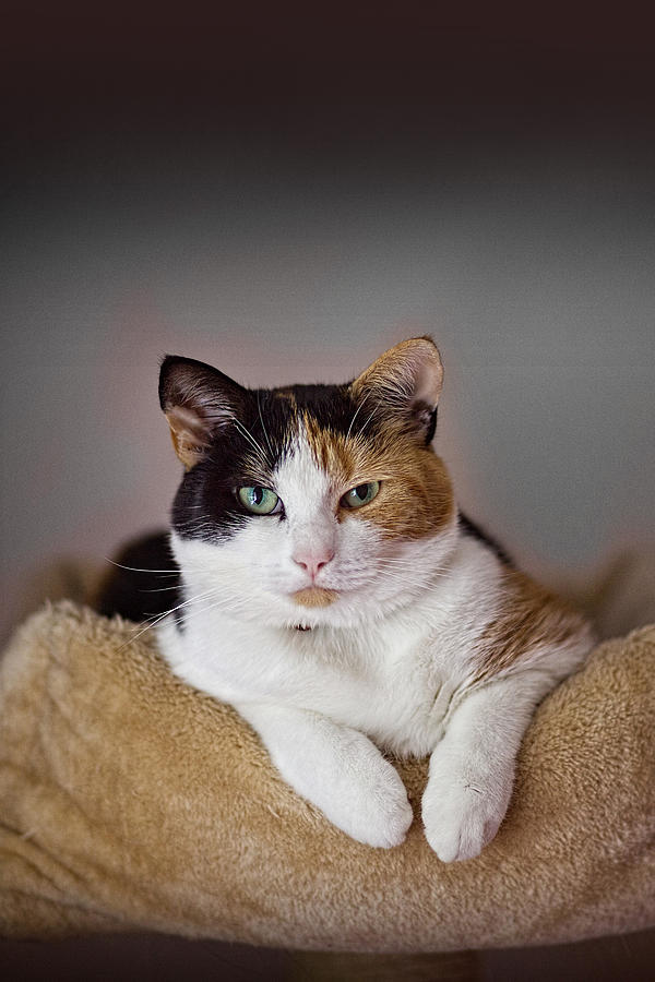 Calico Cat  Photograph by Ian Good