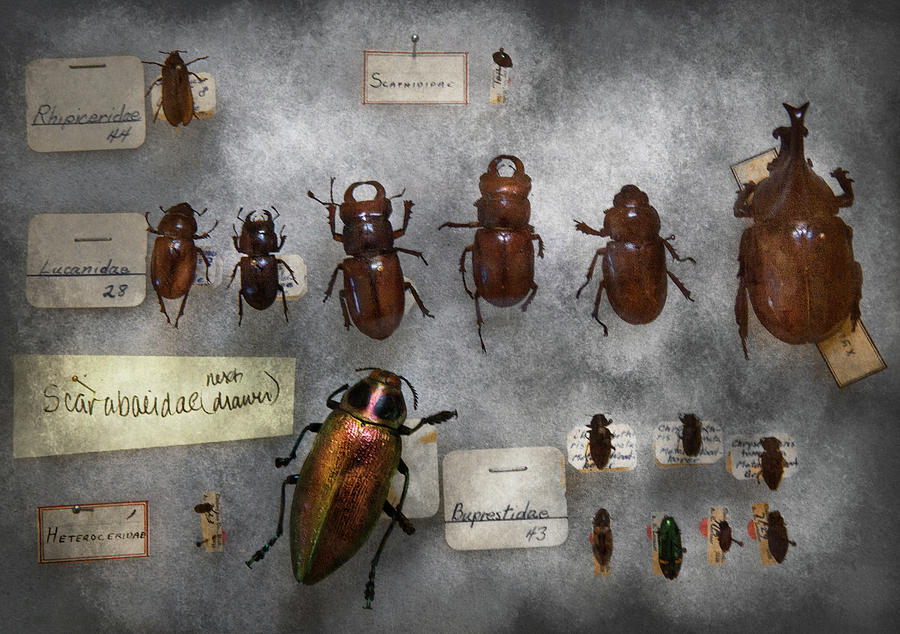 Bug Collector - The insect Collection  Photograph by Mike Savad