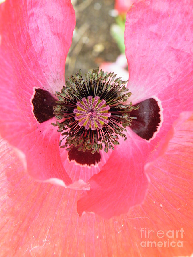 Brian Boyle Photograph - Bug eyed blossom by Brian Boyle