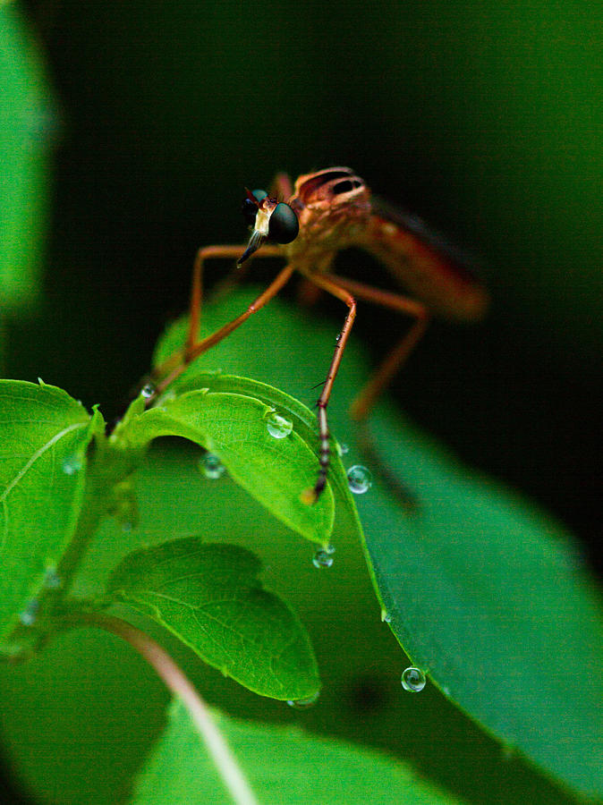 Bug-eyed Photograph by Haren Images- Kriss Haren