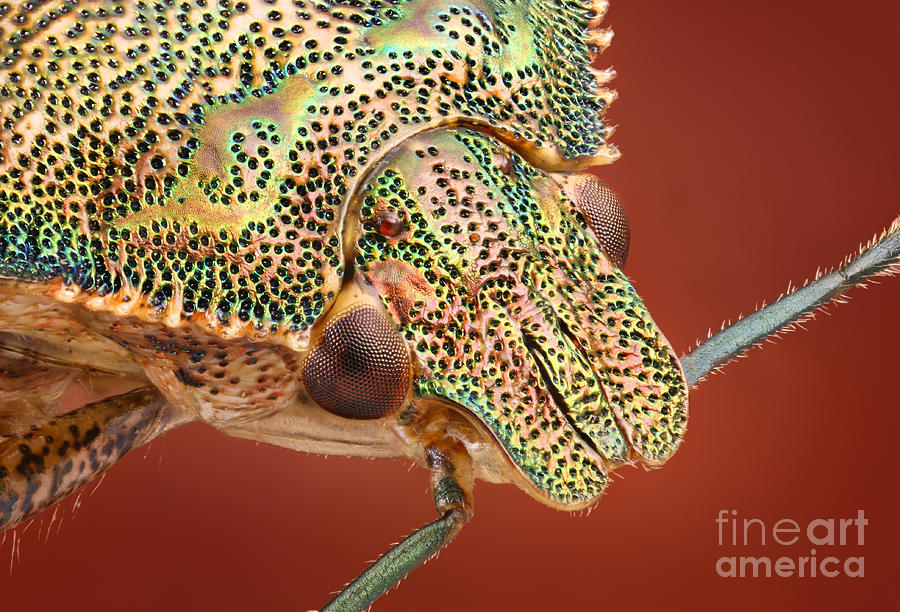 Animal Photograph - Bug Head by Matthias Lenke