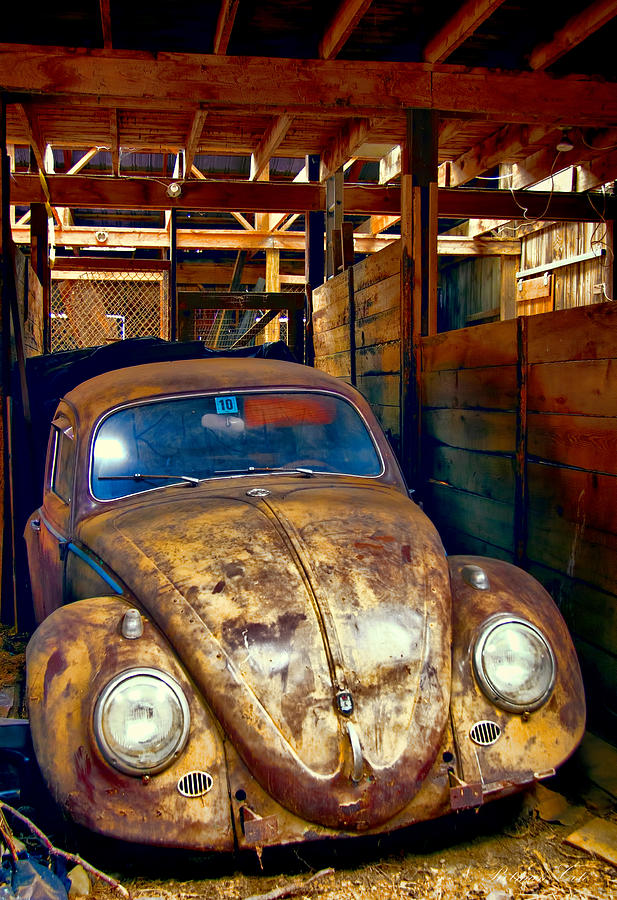 Bug in a Barn Photograph by Natalie Rotman Cote