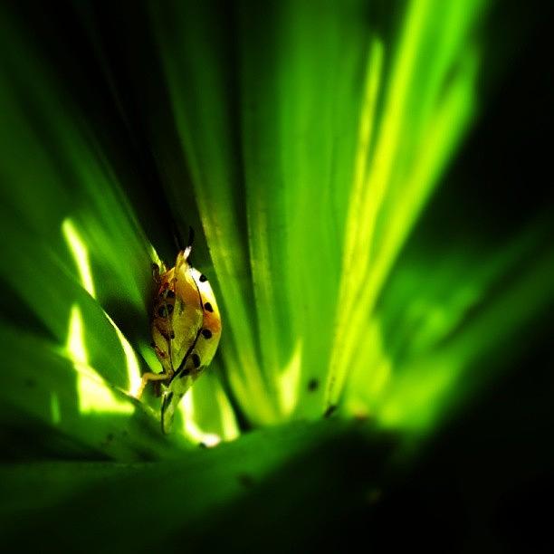 Ladybug Photograph - #bug #ladybug #insect #golden #grass by Surachan Pramong