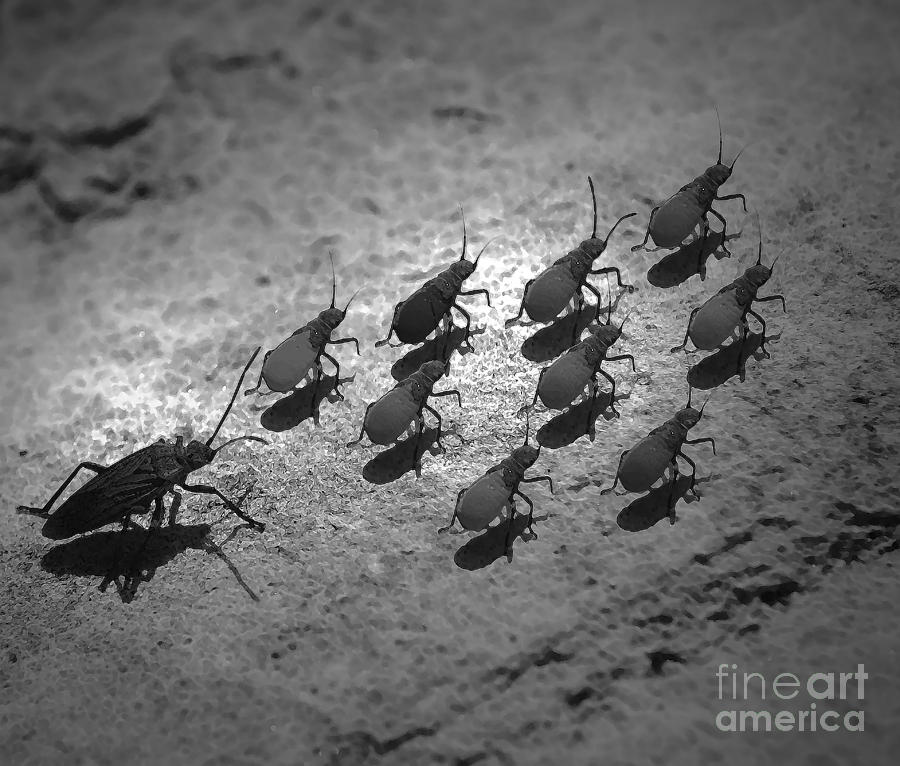 Bug March Photograph by Jerry Hart