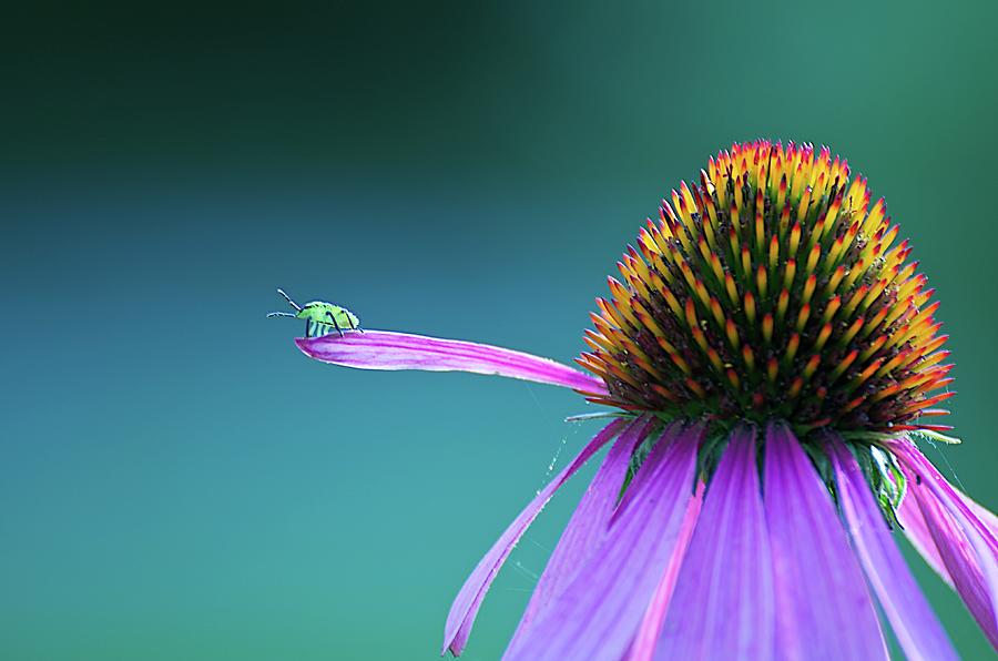 Bug On A Leaf Photograph by Paddyllac