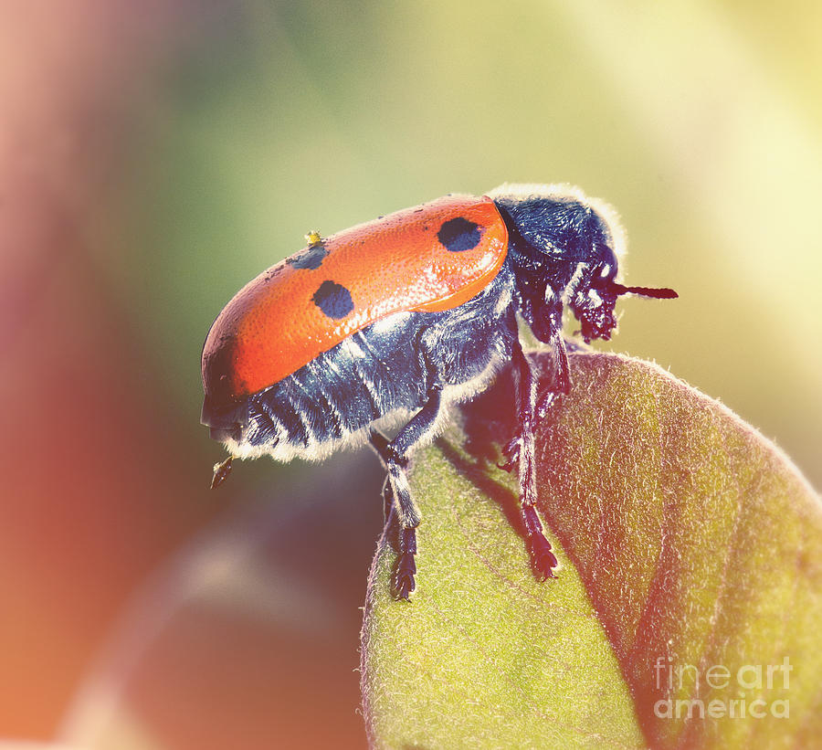 Bug on a leaf Photograph by Perry Van Munster