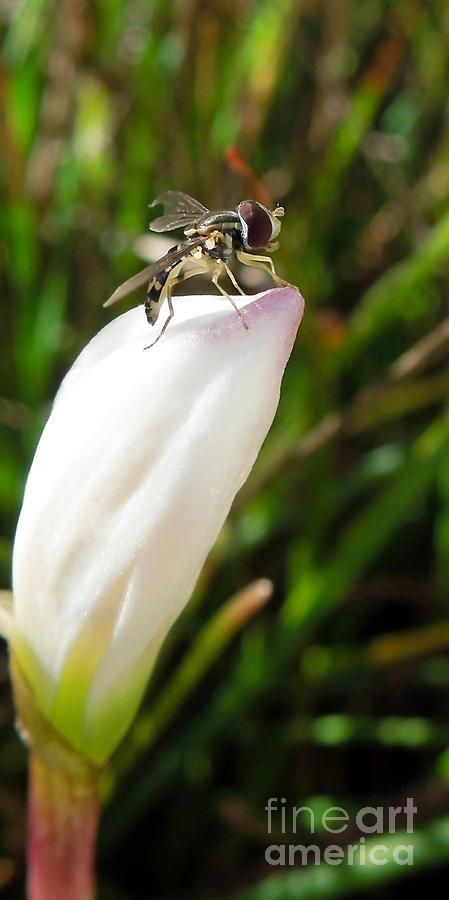 Bug on Bud Photograph by Renee Trenholm