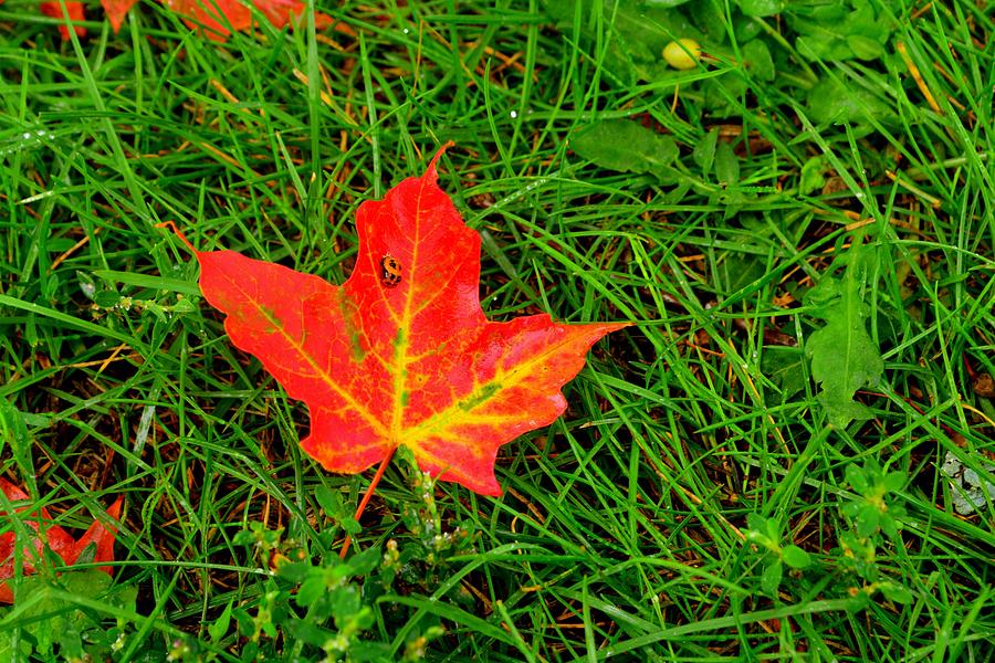 Bug on fall leaf Photograph by Shaivi Divatia - Fine Art America