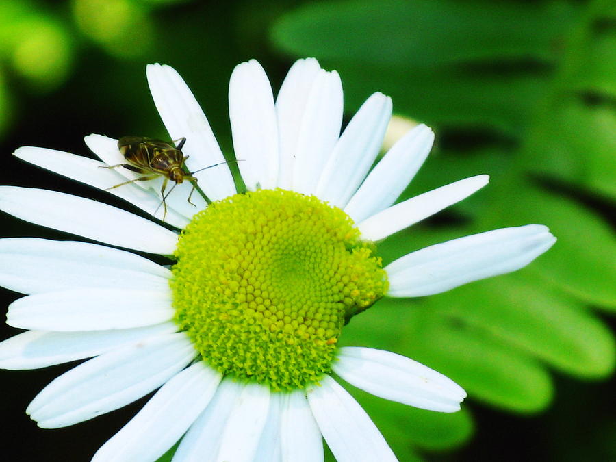 Flowers Still Life Photograph - Bug on Patel  by April K Rabino