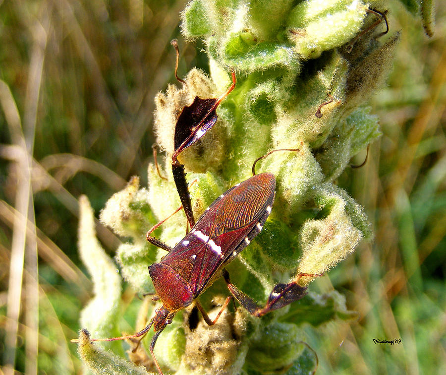 Bug on Stalk of the Wooly Mullein Photograph by Duane McCullough