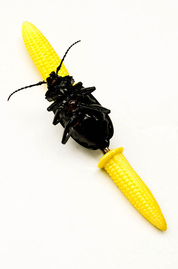 Absurd Photograph - Bug on the Cob by Amy Cicconi