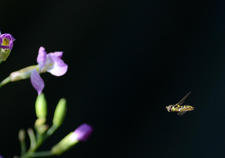 Bug Out 2 Photograph by Fraida Gutovich
