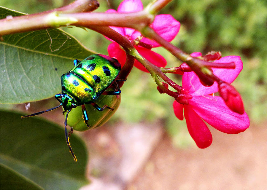 bug Pyrography by Shailender Singh - Fine Art America