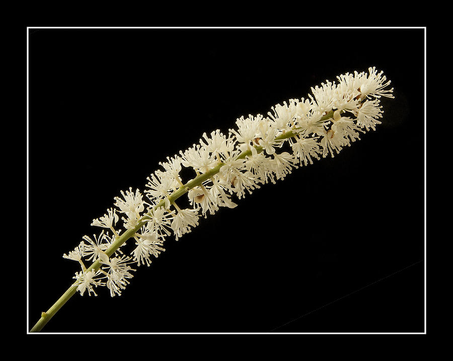 Flower Photograph - Bugbane Bottlebrush by Robert Murray