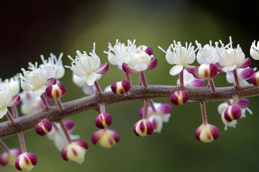 Bugbane Flowers Photograph by Michael Russell