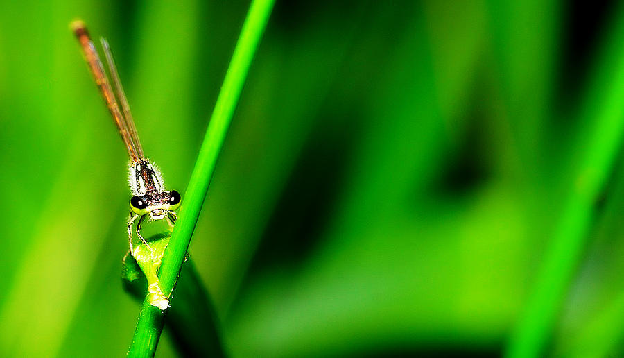 Insects Photograph - Bugeye by Joji Ishikawa