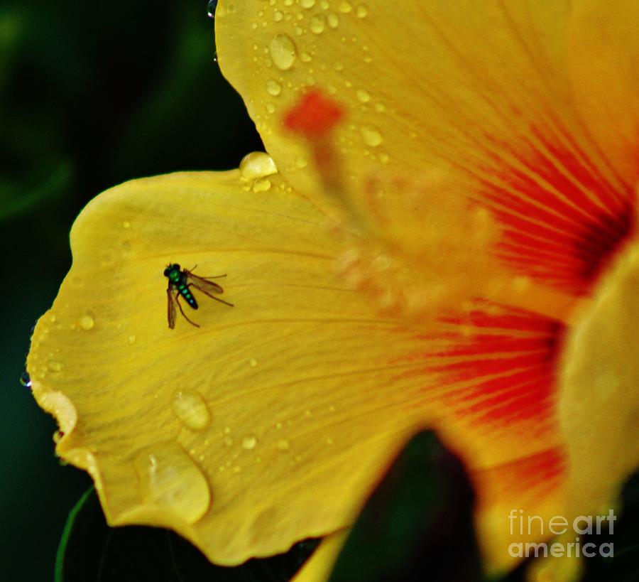 Bugged Hibiscus Photograph by Craig Wood