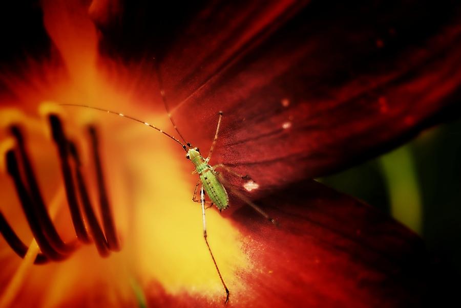 bugging-out-photograph-by-andrea-dizzy-fine-art-america