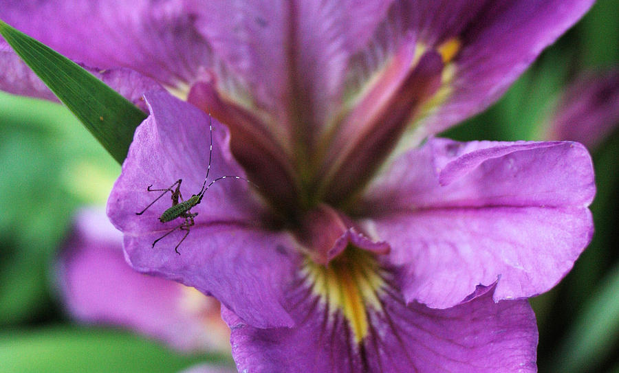 Iris Photograph - Buggy Iris by Valerie Loop