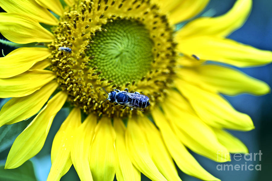 Buggy Sunflower Photograph by Pattie Calfy