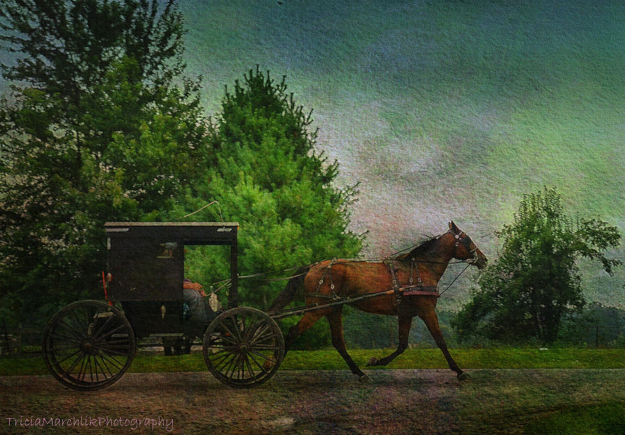 Buggy Travel Photograph by Tricia Marchlik