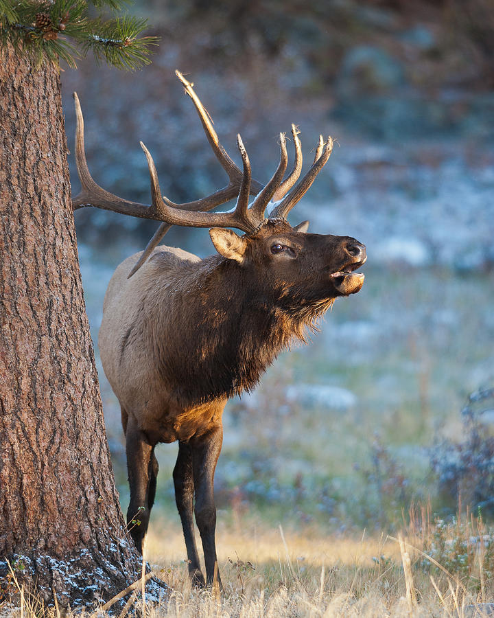 Bugle Boy Photograph by Sam Parks - Fine Art America