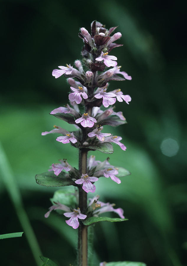 Bugle Flowers (ajuga Reptans) Photograph by Bob Gibbons/science Photo ...