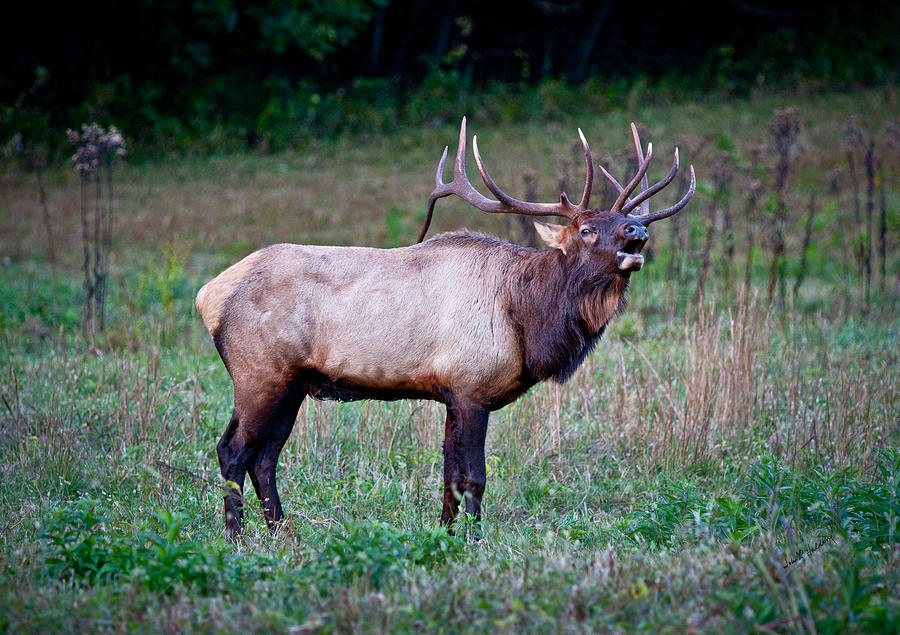 Mountain Photograph - Bugle Solo from Bull Elk by John Haldane