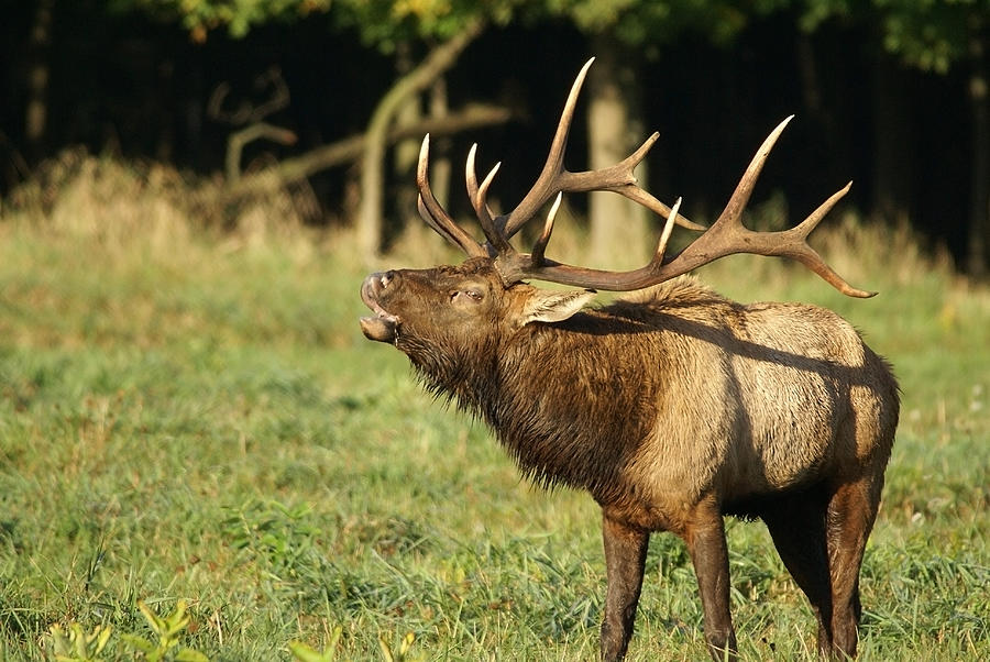 Bugleing Elk Photograph by Larry Bohlin