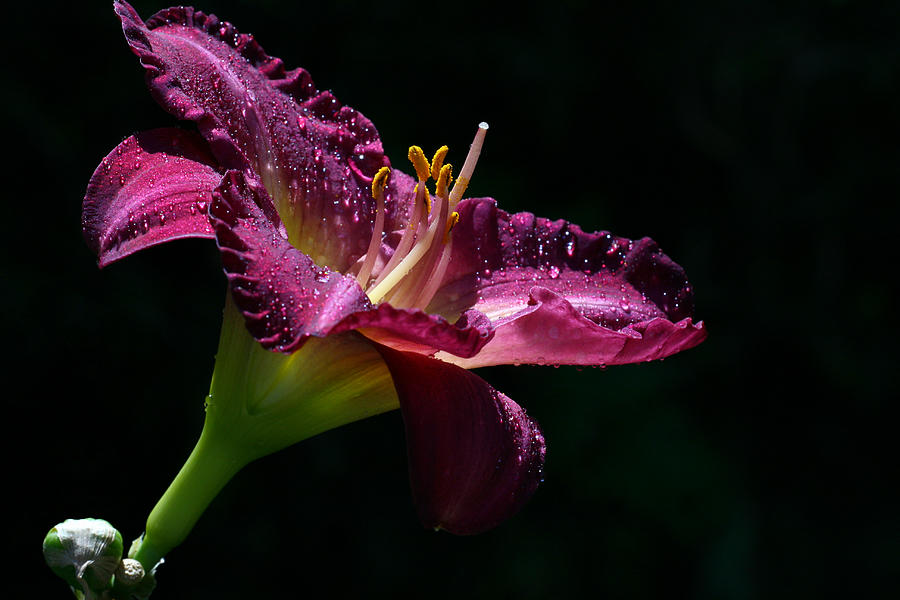 Lily Photograph - Bugler by Doug Norkum