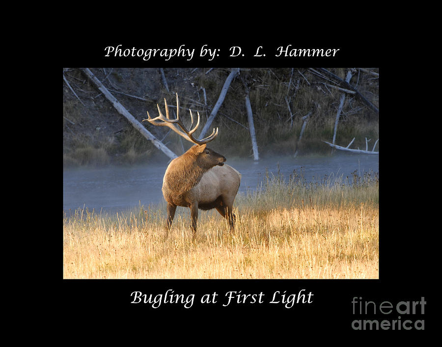 Bugling at First Light Photograph by Dennis Hammer